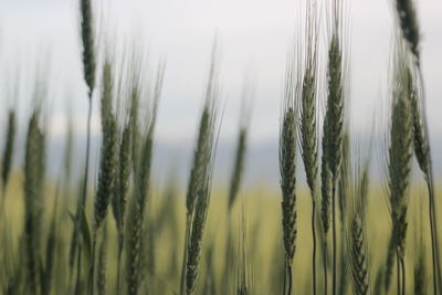 Close-up of stalks in wheat field