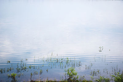 Scenic view of lake