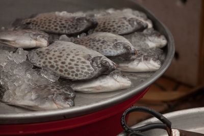 Close-up of fish for sale in market