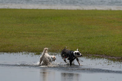 Dog running in water