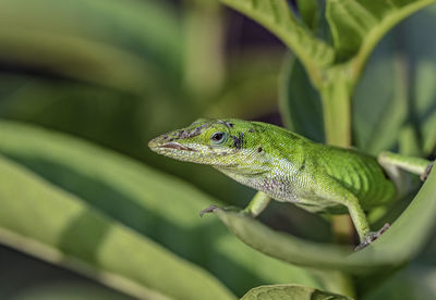 Close-up of lizard on leaf