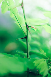 Close-up of insect on plant