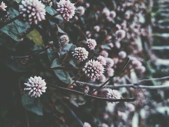 Close-up of purple flowering plant