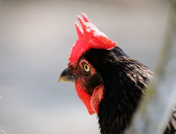 Close-up of chicken