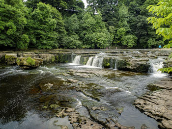 River flowing through forest