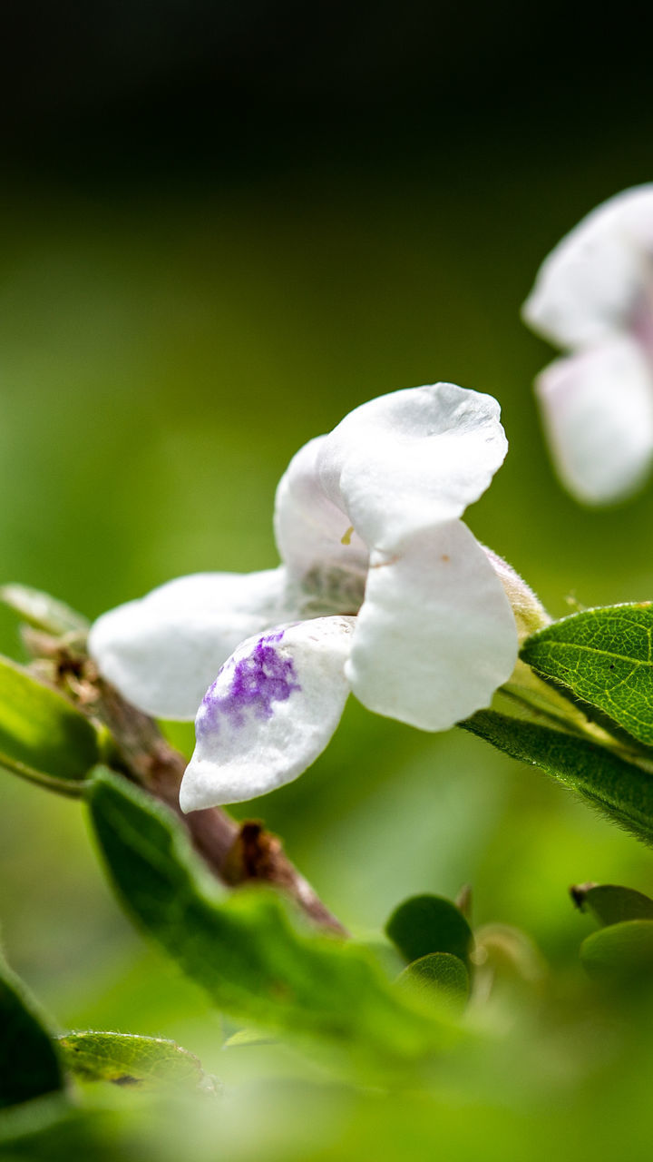 CLOSE-UP OF PURPLE WHITE FLOWER BUDS