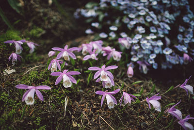 Close-up of purple flowering plants on field