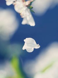 Close-up of white flower blooming against sky