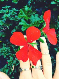 Close-up of hand holding flower