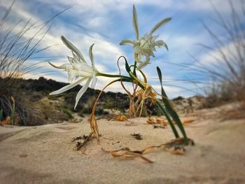 Close-up of dried plant on land