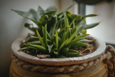 Close-up of potted plant