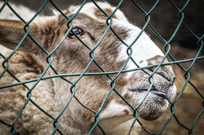 Close-up of a chainlink fence in zoo