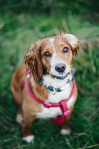 Close-up of dog on field