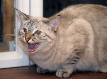 Close-up of cat looking away