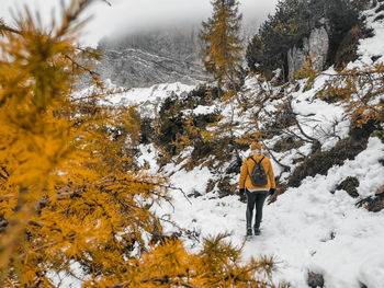 Rear view of young woman hiking on snowy path surrounded by yellow larch trees under mountains