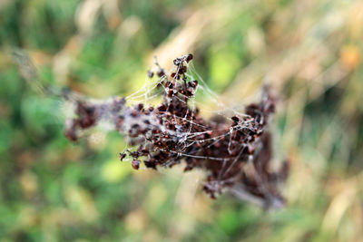 Close-up of spider