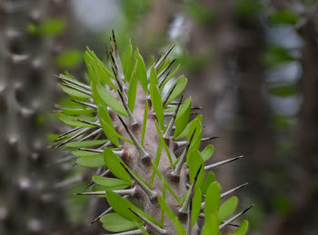 Close-up of plant