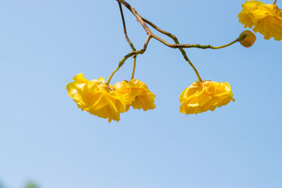 Low angle view of yellow flowering plant against clear sky