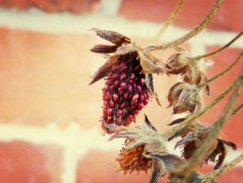 Close-up of red rose