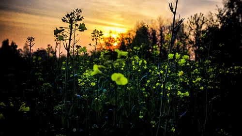 Plants growing on field at sunset