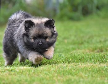 High angle view of puppy on field