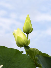 Close-up of lotus water lily