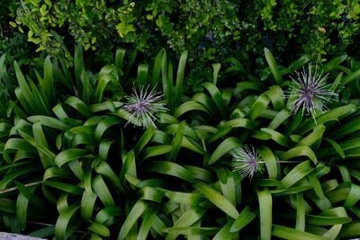 Close-up of flowers blooming outdoors