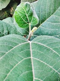 Close-up of green leaf on plant