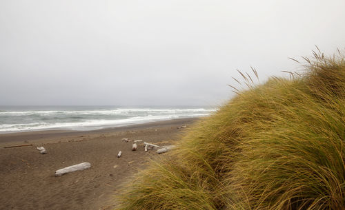 Grass growing at beach against sky