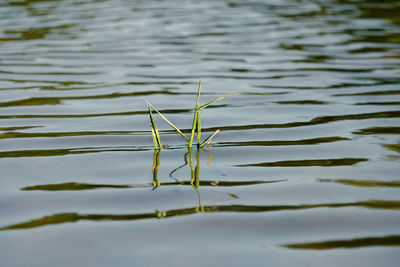 High angle view of leaf floating on lake