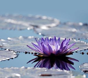 Close-up of lotus water lily in pond