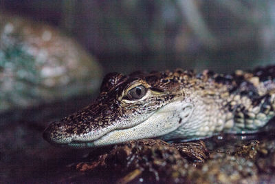 Close-up of lizard in water