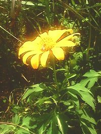 Close-up of yellow flowers