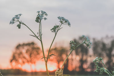 Close-up of flowering plant against sky