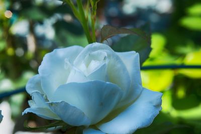 Close-up of white flower blooming outdoors