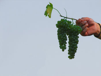 Close-up of hand holding fruit against white background