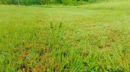 Plants growing on grassy field