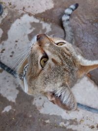 High angle view of cat lying on land