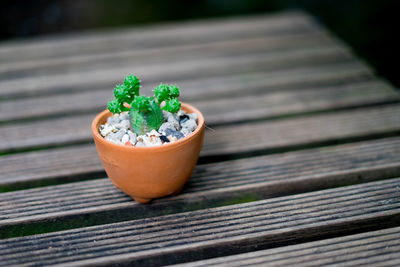 High angle view of potted plant on table