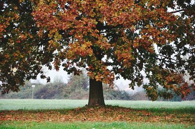 Trees on field