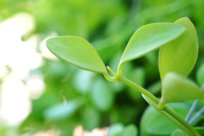 Close-up of fresh green leaf