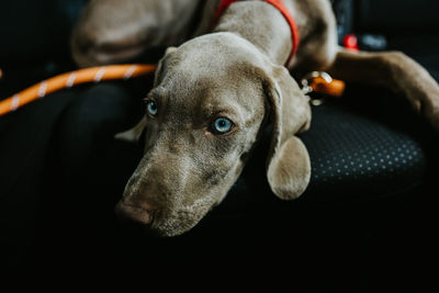 Cute sleepy weimaraner dog in collar with gray coat lying on comfortable black passenger seat in modern automobile during ride