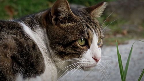 Close-up of cat