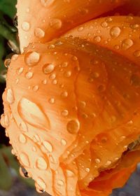 Close-up of wet orange leaf