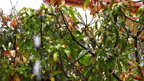 Low angle view of fruits growing on tree