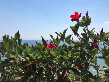 Low angle view of red flowers blooming against sky