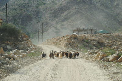 Flock of sheep on dirt road