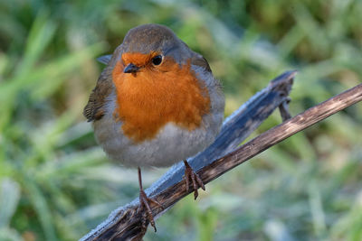 Close-up of bird perching on branch