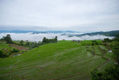 Scenic view of agricultural field against sky