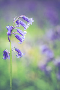 Close-up of purple flowers blooming outdoors